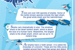 shark-awareness-day2